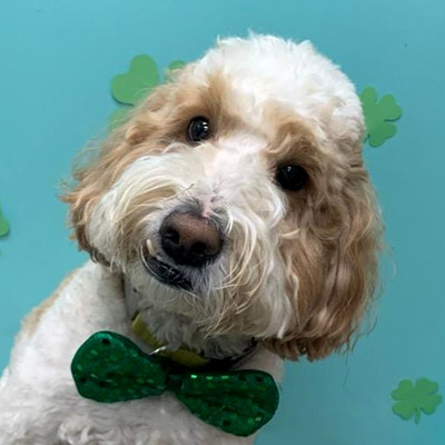 dog dressed up for St. Patrick's Day