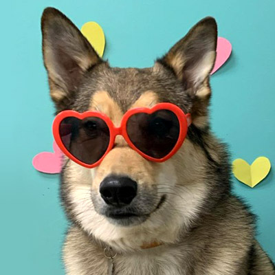 dog dressed up for Valentine's Day