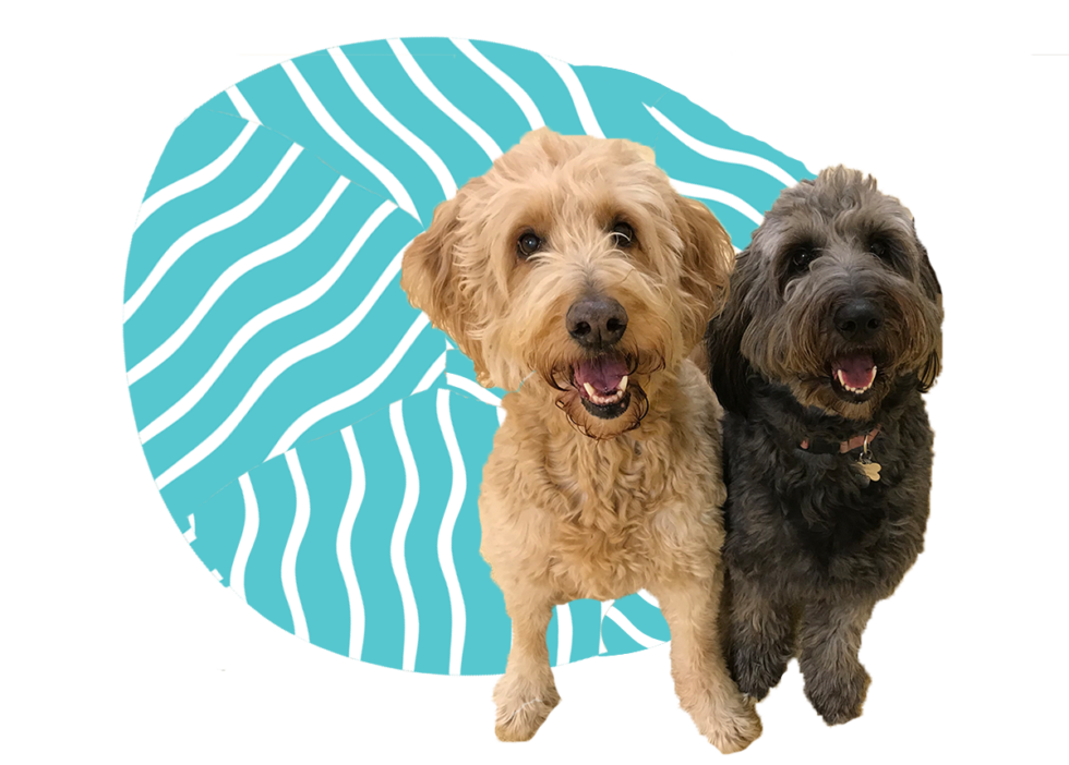 new-client-form-sharon-center-veterinary-hospital