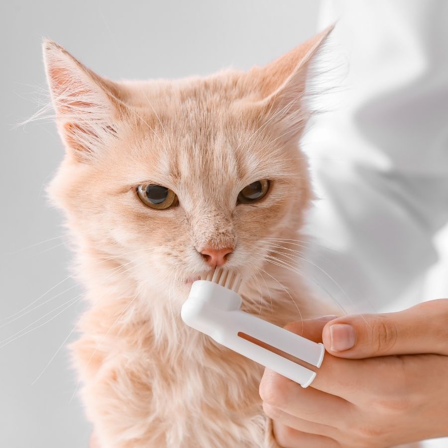 Cat Dental Care a veterinarian cleaning cat's teeth