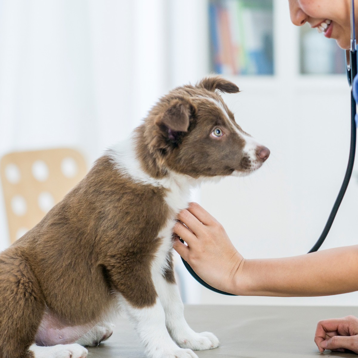 pet wellness a veterinarian examines a dog
