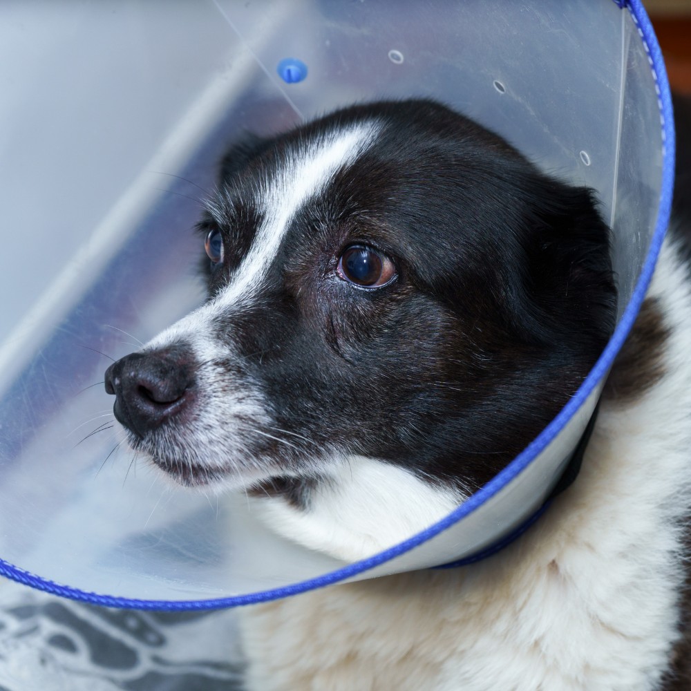surgery a dog wearing a surgery cone